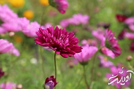 تصویر گل،گل رز قرمز عکس های گل, تصاویر گل های زیبا